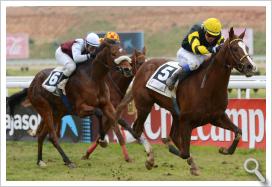 Carreras de caballos en el Gran Hipódromo de Andalucía de Dos Hermanas