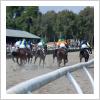 El Hipódromo de Pineda sevillano celebrará dos jornadas de carreras de caballos  el 1 y 2 de noviembre